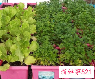 适合阳台种植的蔬菜水果效果图