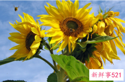 用向日葵起名的寓意