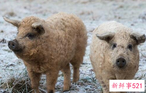 盘点世界十大奇特的动物