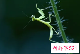 螳螂风水的运用