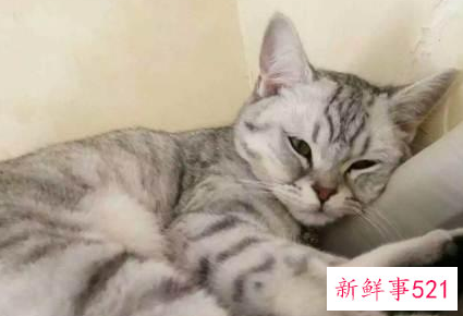 小猫胎死腹中的症状
