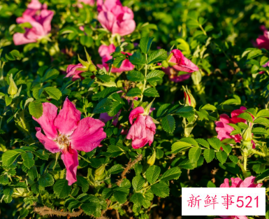 白玫瑰是什么寓意