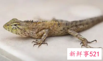 女人梦见壁虎是什么意思