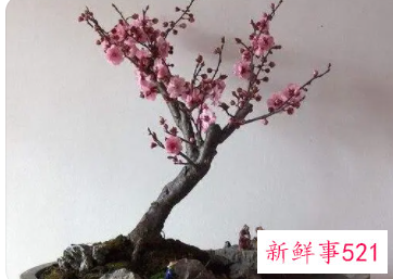 5个步骤教你养出漂亮的梅花