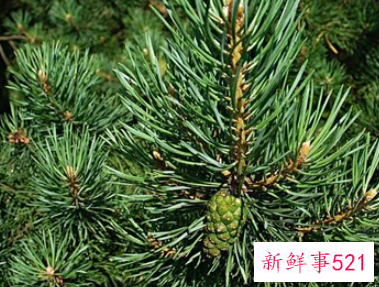 梦见松针是什么意思