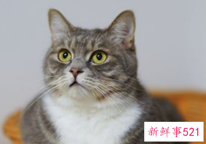 梦见猫变成蛇是什么意思
