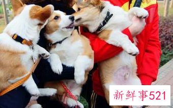 人养狗狗容易得什么病