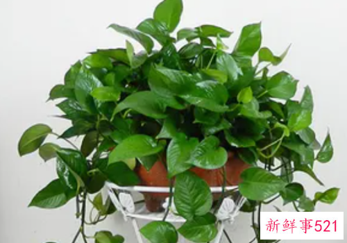 绿萝吊兰的摆放风水