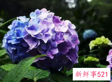 象征家庭美满的花