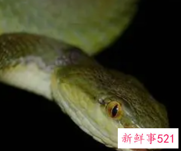 蛇在日本文化中代表什么