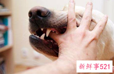 人养狗狗容易得什么病