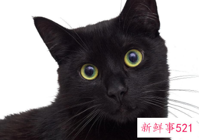 梦见猫变成蛇是什么意思