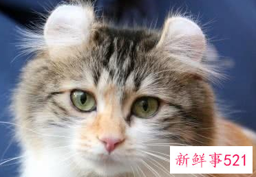小猫胎死腹中的症状