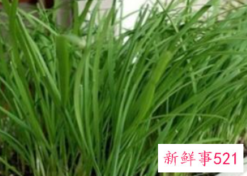 适合阳台种植的蔬菜水果效果图