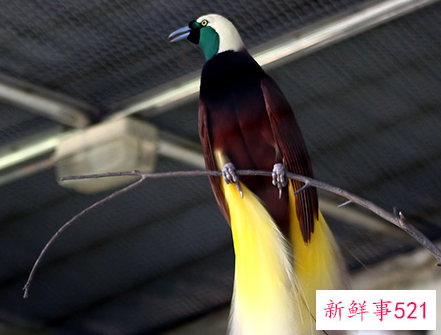 世界上颜值最高的10大动物