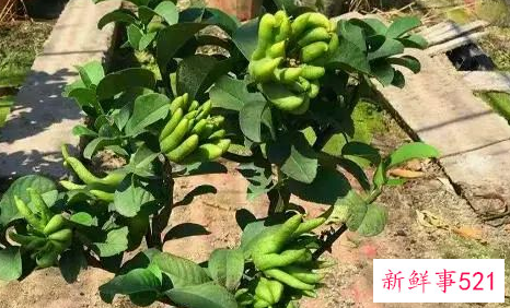 镇宅辟邪的花有哪些