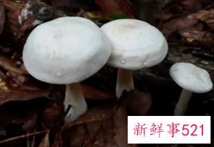 长在树边的是什么蘑菇能吃吗