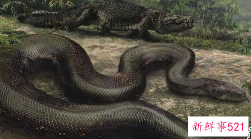 人类已知最大的蛇