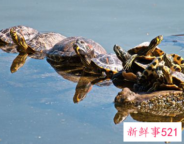 女人梦见大乌龟什么预兆