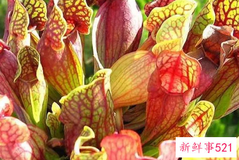 世界上最具有诱惑力的植物