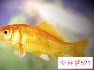 已婚女人梦见水里有鱼