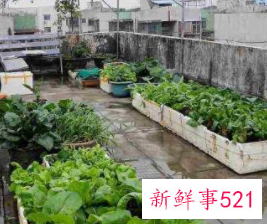 适合阳台种植的蔬菜水果效果图