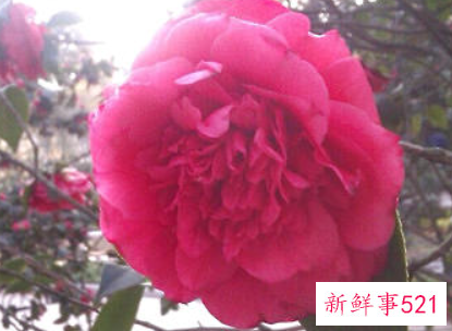 山茶花的繁殖方法有哪些