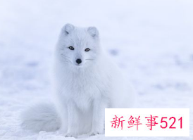 梦见白狐是什么寓意