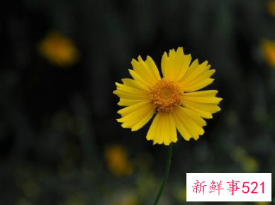 最容易吸引异性的星座男