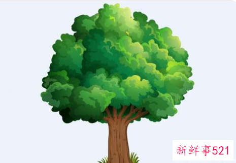 梦见移树的意思