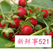 刺泡子的功效与作用