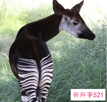 盘点世界十大奇特的动物