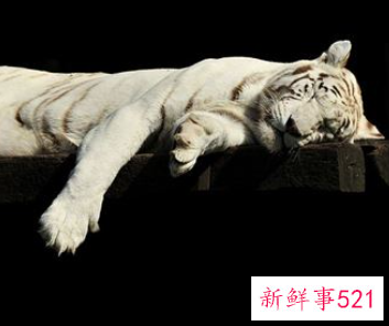 女人梦见老虎追自己是什么意思