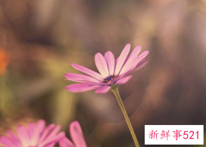 害怕得罪人的星座有哪些