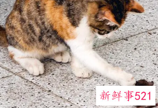 梦见家里好多老鼠和猫
