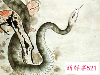 属蛇的人有灵性吗