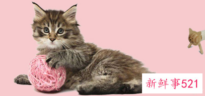 猫玩具选择要注意什么