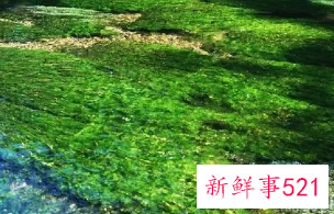 梦见水藻有什么征兆