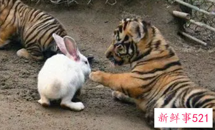 男兔女虎千万别在一起