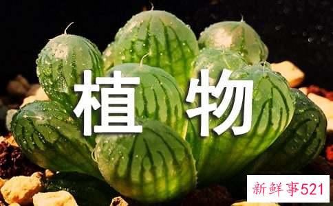 怎样养好多肉植物