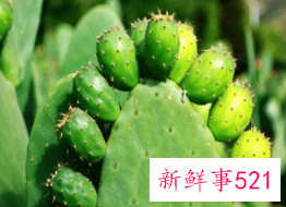 仙人掌可以榨汁喝吗