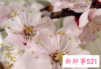 梦见桃花周公解梦原版