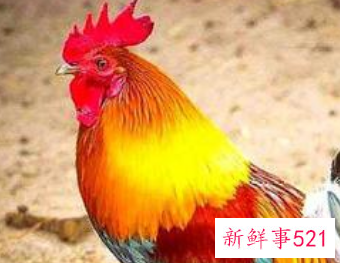 属鸡幸运色,忌讳色