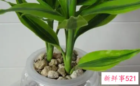 富贵竹叶子黄了还能绿吗