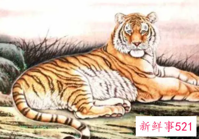 属蛇和属虎的婚姻配吗