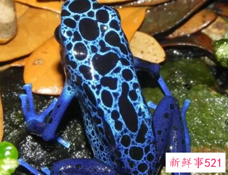 世界上颜值最高的10大动物