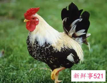 属鸡在脖子上戴什么好