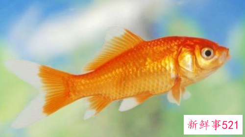 梦到什么最不吉利