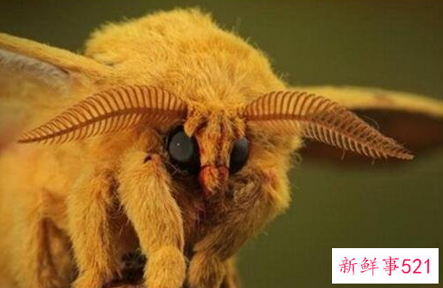 盘点世界十大奇特的动物