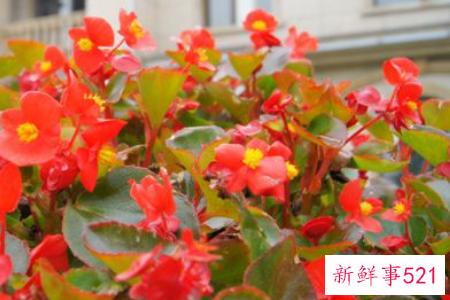 四季海棠的养殖方法和注意事项